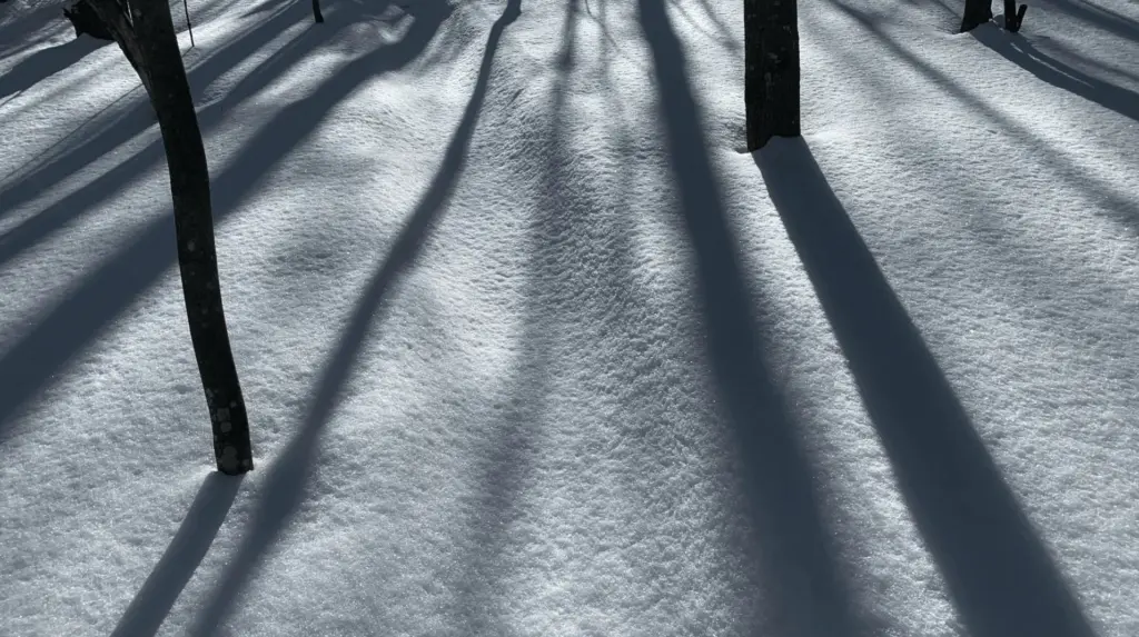 Arbres en soleil avec ombres sur la neige.