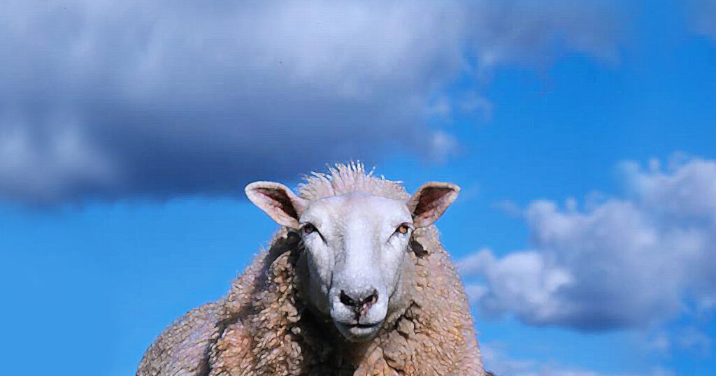 White Border Leicester sheep, closeup of face, on blue sky background with fluffy clouds